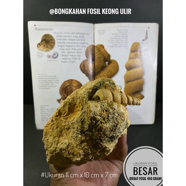 Bongkahan Fosil Keong Ulir B99 atau Fosil Kerang atau Fosil Biota Laut atau Fossil Gastropods