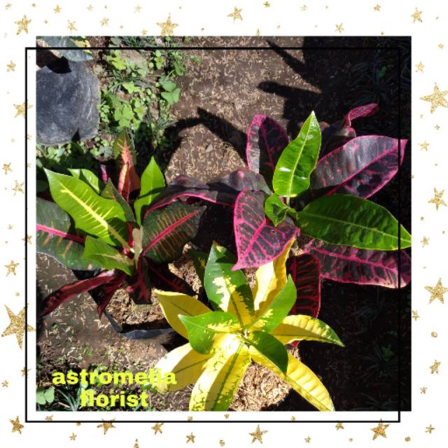 Tanaman hias " paket puring 3 terdiri dari puring tissu ,meridian dan grace pink "