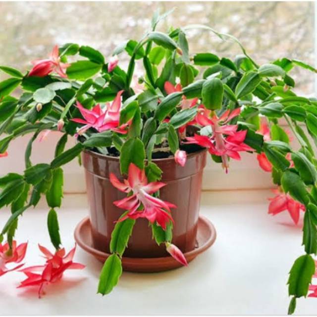 Tanaman Hias Wijaya Kusuma Kepiting-Wijaya Kusuma Kepiting