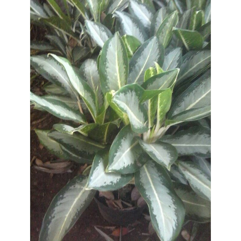 tanaman aglonema blanceng / blanceng susu