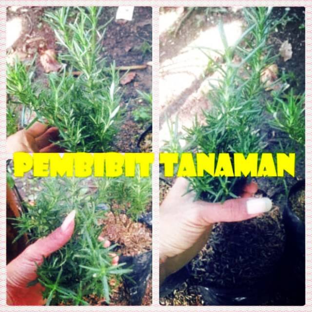 tanaman rosemary - pohon rosemary - rosemary