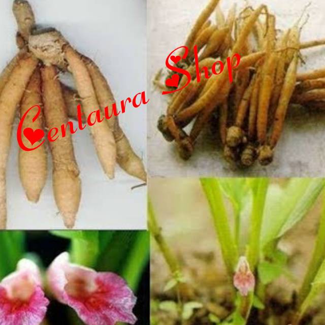 

Temu Kunci Segar Kwalitas Unggul 500gr
