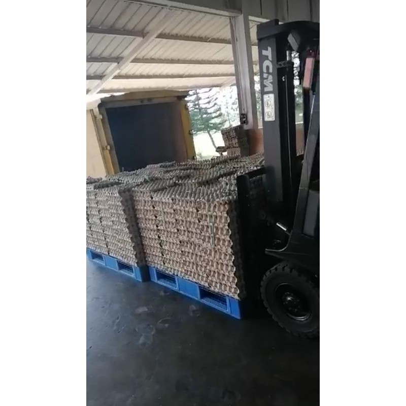 

telur ayam negeri fresh pondokgede jatiwarna telor segar