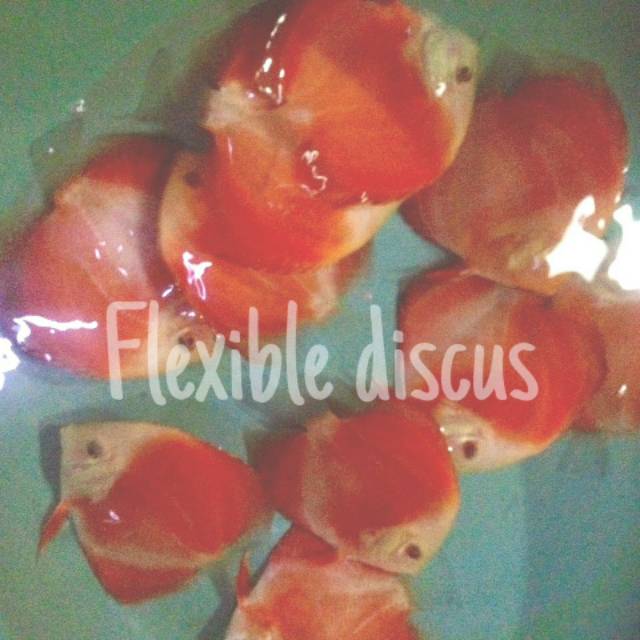 

Ikan discus red melon UK 3 inchi