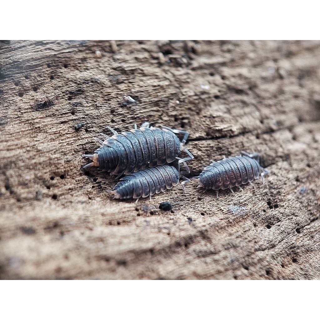 Agnarinae Sp. Pakan/ Hiasan Isopoda / Cleaning Crew Isopod