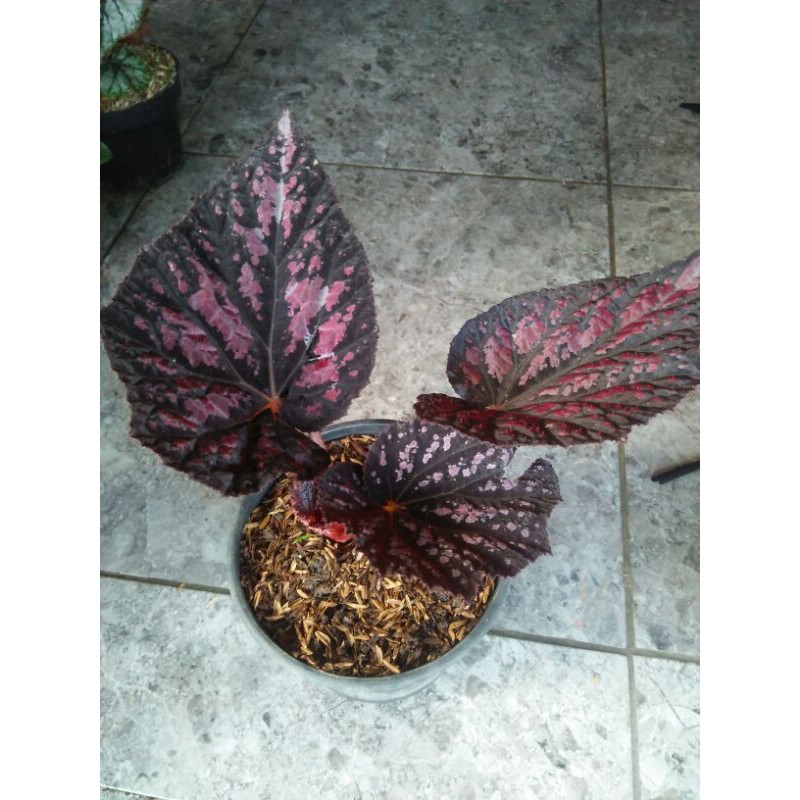 Tanaman Hias Begonia sexy maroon(dewasa)