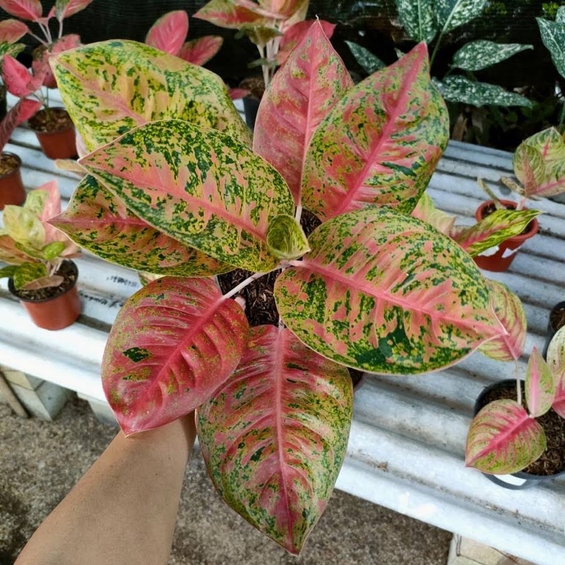 HOT SALE/Tanaman hias Baby/Anakan Aglonema mahasety 1-2 Daun Tanian Lokal