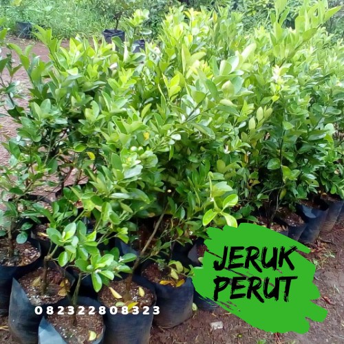 Bibit jeruk purut Tanaman jeruk purut Daun jeruk purut