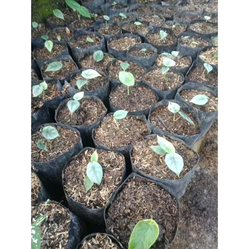 Bunga keladi tengkorak/alokasia silver