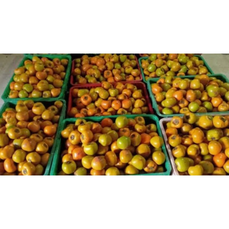 

buah kesemek 1kg fresh