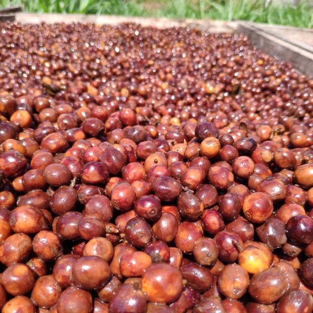

Biji Kopi Arabika Argopuro Natural Anaerob 1 kg