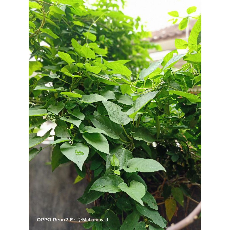 

Daun kentut / daun simbukan