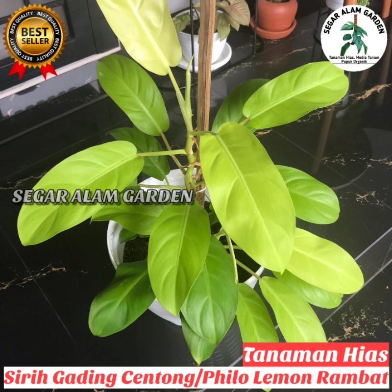 Tanaman Hias Sirih Gading Lemon - Sirih Centong