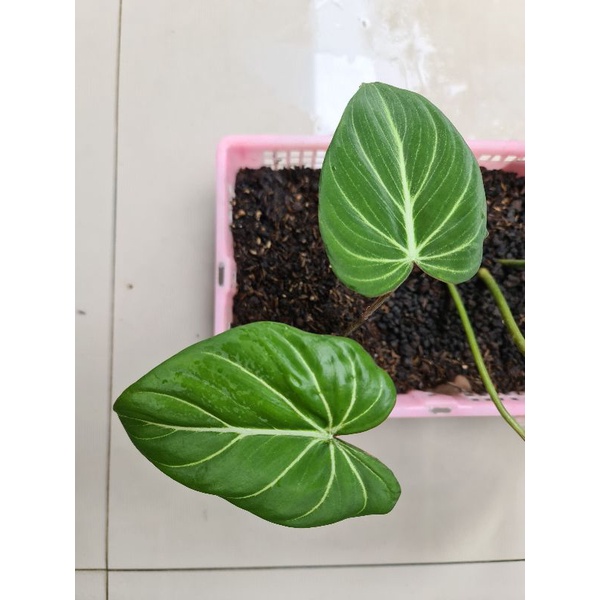 philodendron gloriosum dark form