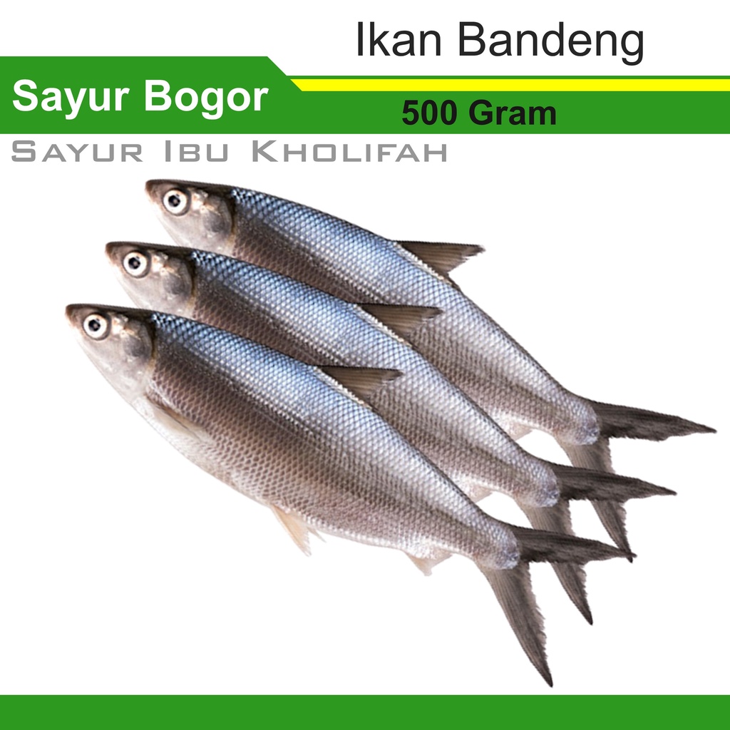

Ikan Bandeng 500 Gram Ikan Segar Bogor