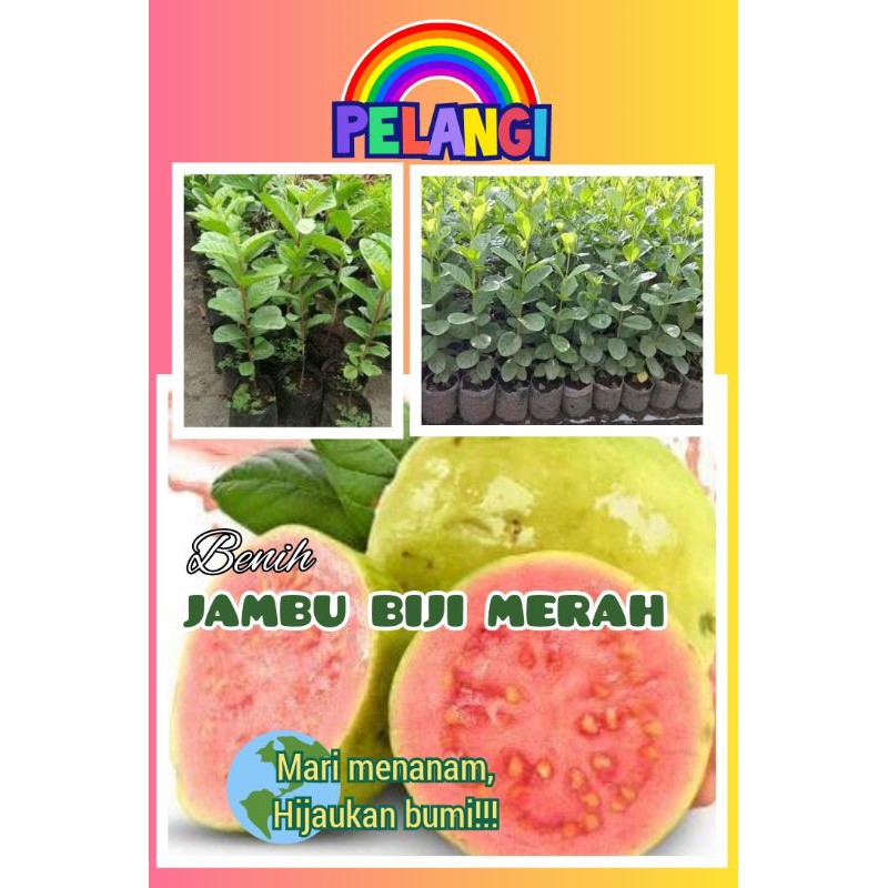 Jambu Biji / Benih / Jambu biji