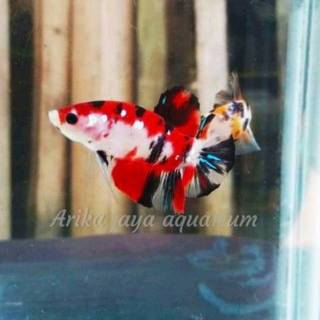  Cupang  jantan plakat mix koi  galaxy  multi emerald nemo 