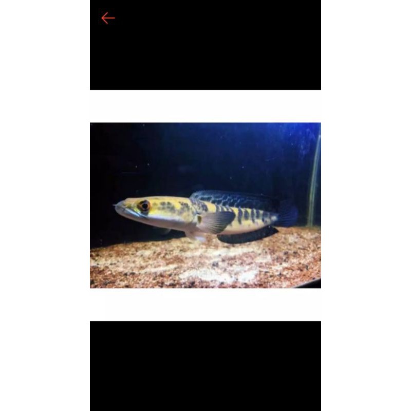 

ikan hias chana yellow Sentarum