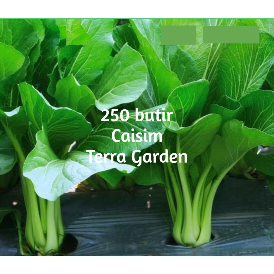 Bibit Benih Biji Pakchoy Pakchoi Green White Sawi Daging Bok choy Bokchoi Pokcoy Pokcay-Caisim 250 butir