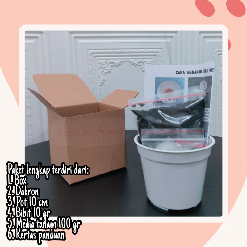 Cat Grass/Tanaman Kucing Paket Lengkap DIY