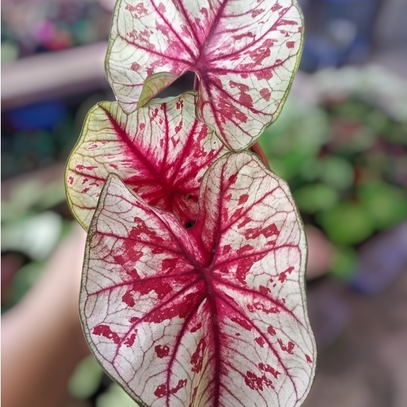 Keladi Tootsie Keladi Hias Caladium Tanaman Hias Keladi Tanaman Keladi Hidup Tanaman Hias Murah Anak
