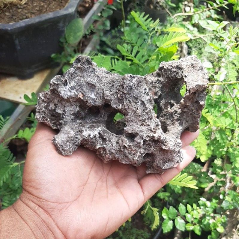 batu karang bolong gunung berkarakter bonsai, mame, aquascape MS