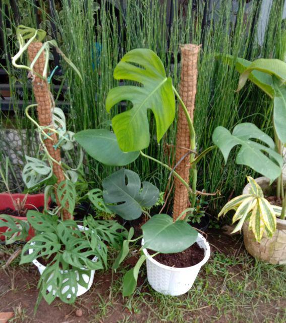 turus sabut kelapa 70cm. tiang penyangga tanaman rambat