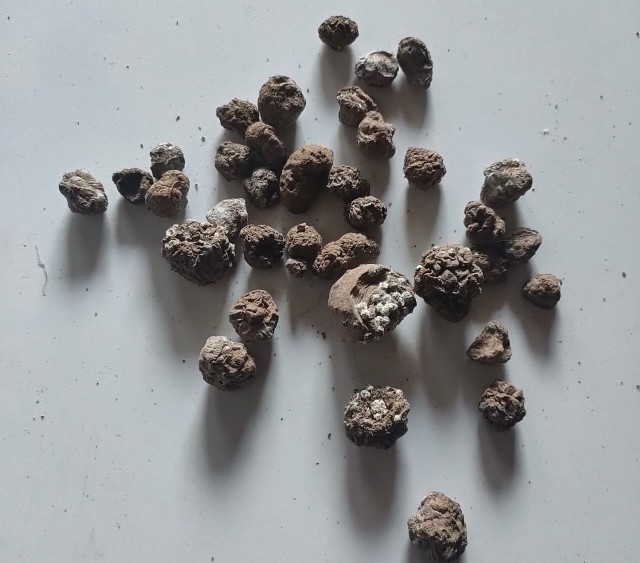 Benih Katak Porang 1000 Rupiah Perbiji