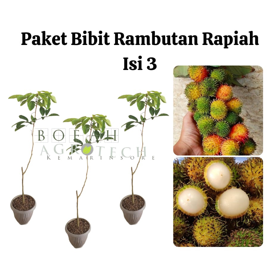 Paket Hemat Bibit Rambutan Rapiah Isi 3 Bonus Bibit Strawberry+Polibag