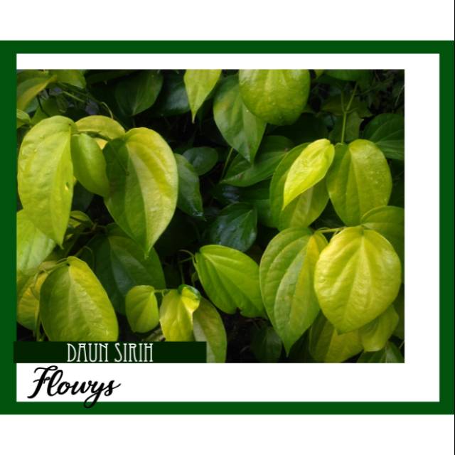 

Daun Segar Sirih 1 Lembar