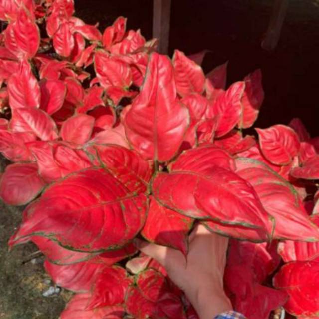 Aglaonema aglonema red anjamani Shopee Indonesia Aglaonema aglonema red anjamani Shopee Indonesia