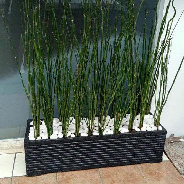 Unik paket hemat tanaman hias bambu air 3pcs+pot batu persegi panjang 50cm Murah