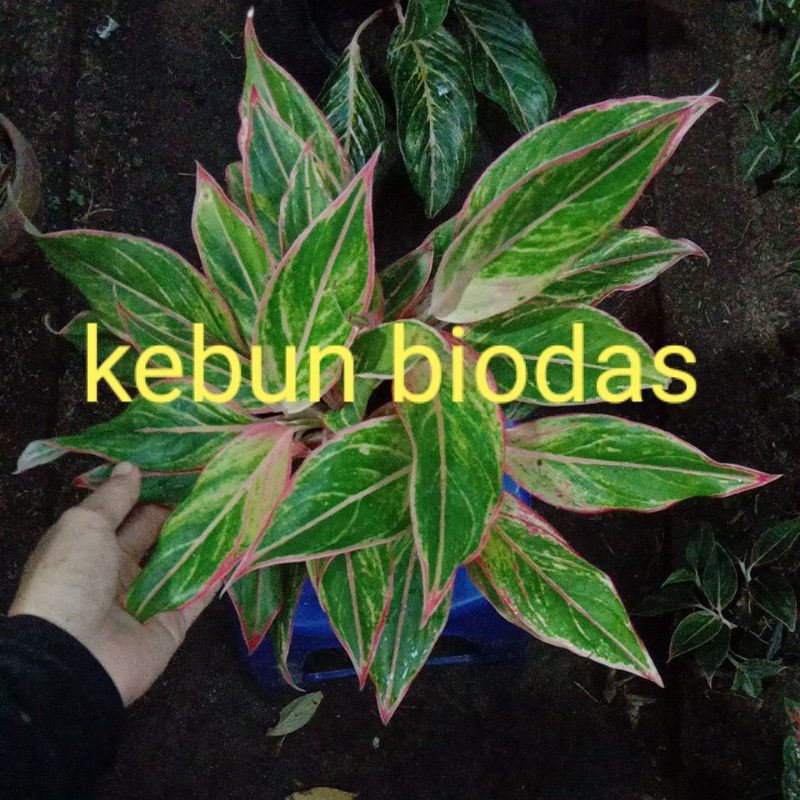 aglonema lipstik pink klasik