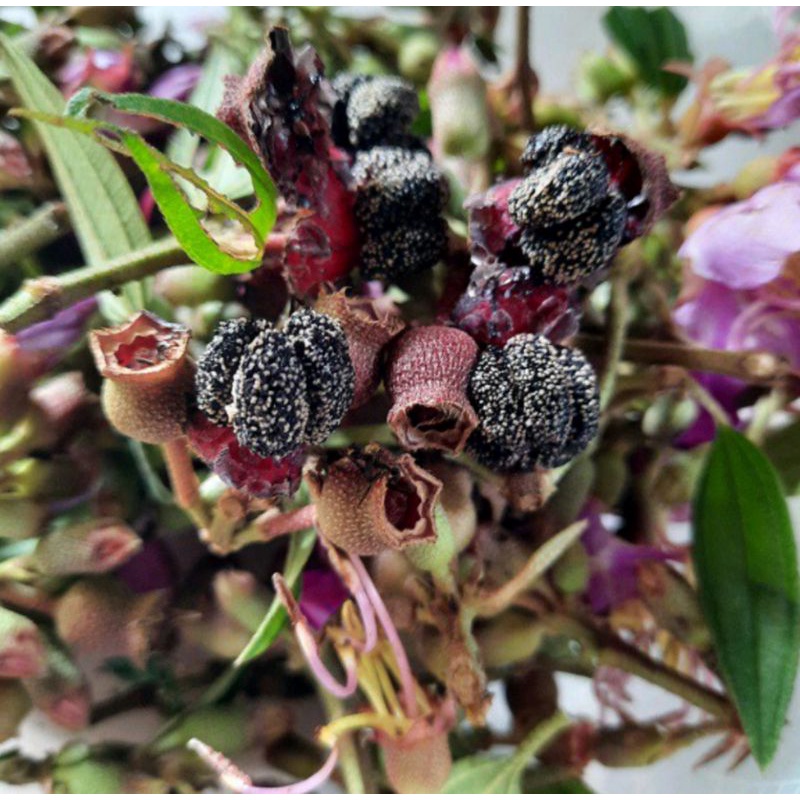 

BUAH HARENDONG, BUAH SENGGANI SENDUDUK 250gr