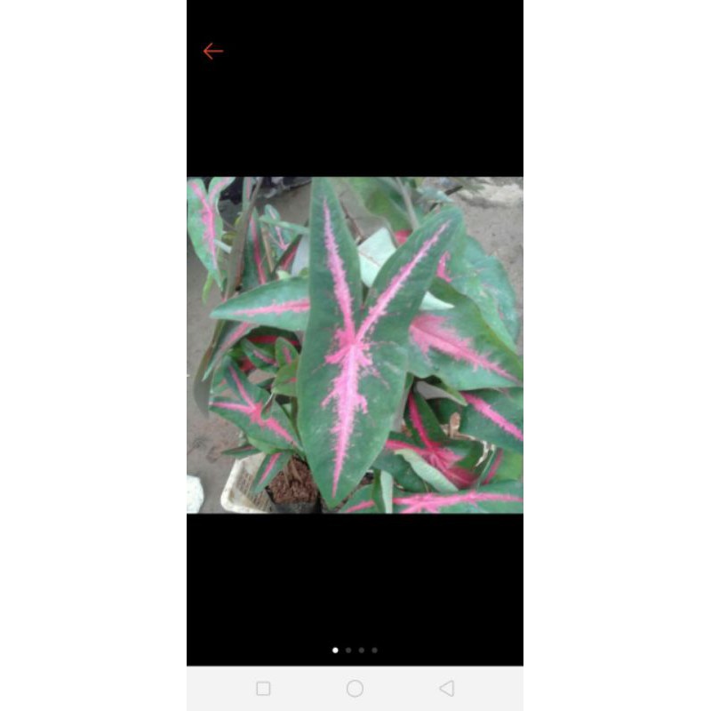 Tanaman hias keladi pink rabbit