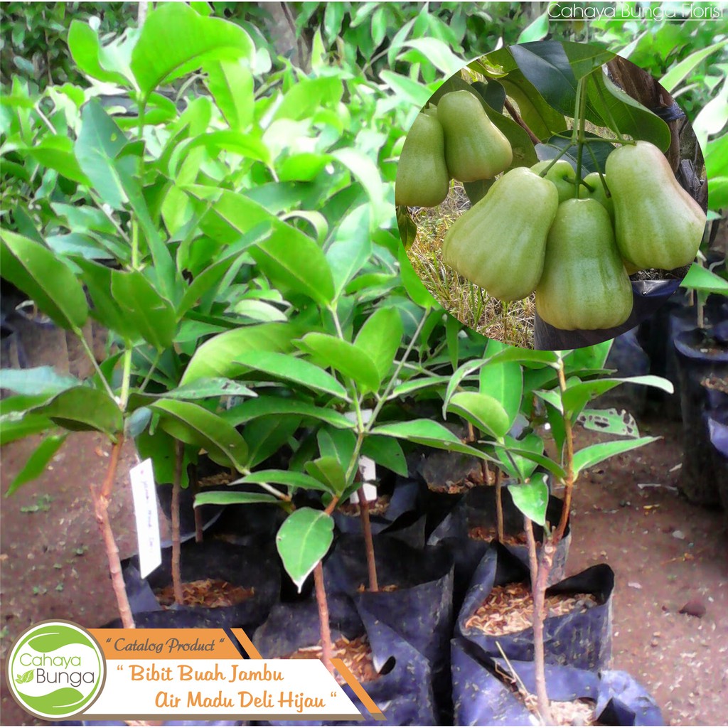 Bibit Tanaman Buah jambu Air Madu Deli Hijau I Tanaman Buah Jambu Air MDH