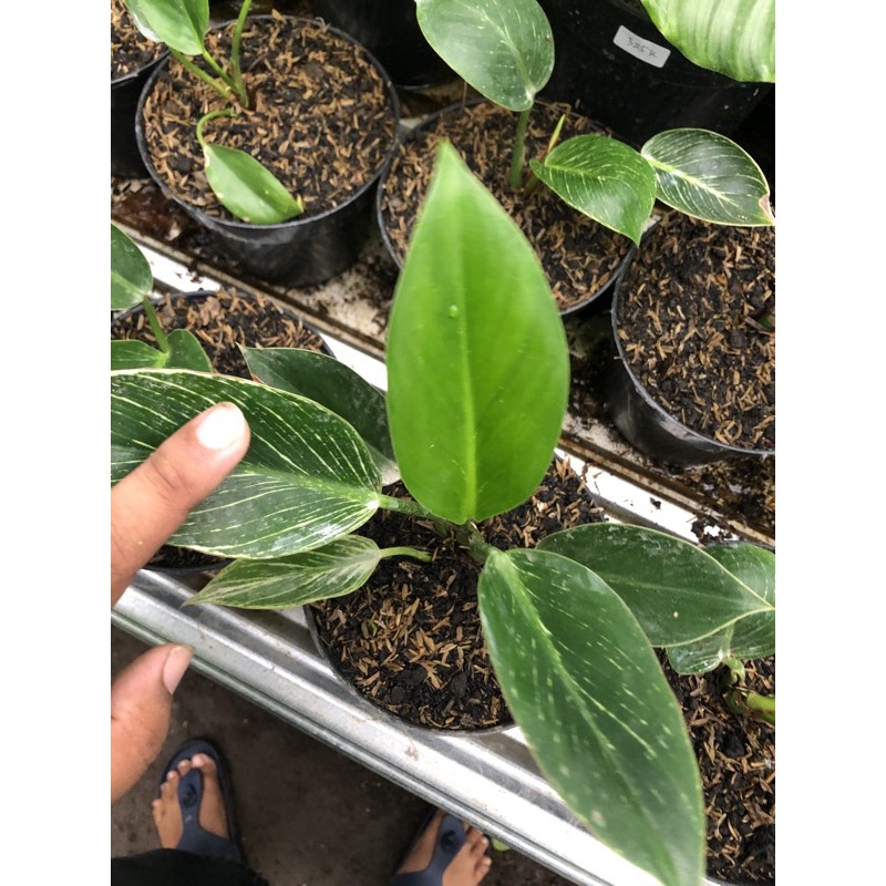 Philo Birkin ekonomis