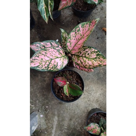 Aglaonema LV, stardas