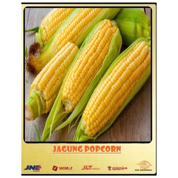 

bijii/bibit/benih jagung popcorn /30 biji