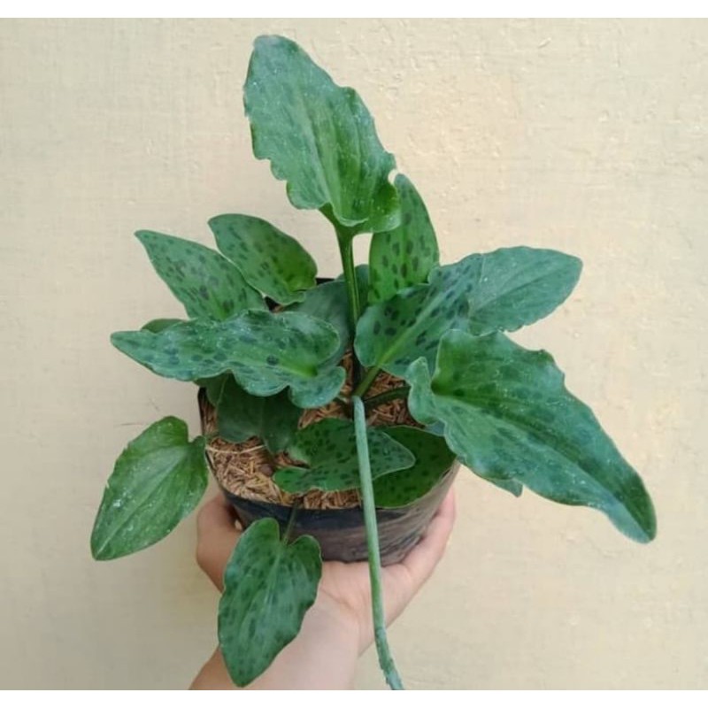 tanaman hias keladi tikus - keladi tikus - keladi - tanaman hias keladi - keladi tikus - herbal