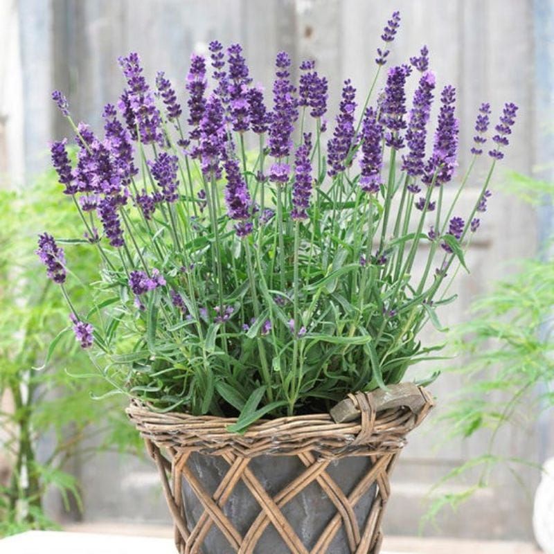 BIBIT BUNGA LAVENDER