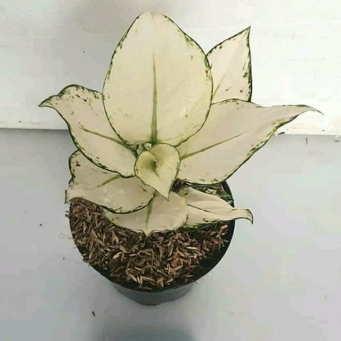promo Tanaman hias aglonema super white-pohon aglonema super white