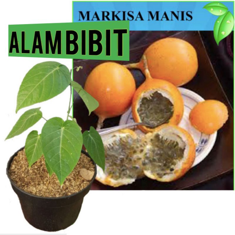 BIBIT MARKISA MANIS SIAP TANAM (BELI 5 GRATIS 1)