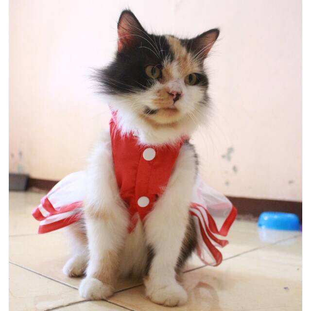 Dress shanghai merah satin untuk imlek 2019 baju kucing murah size S M L XL