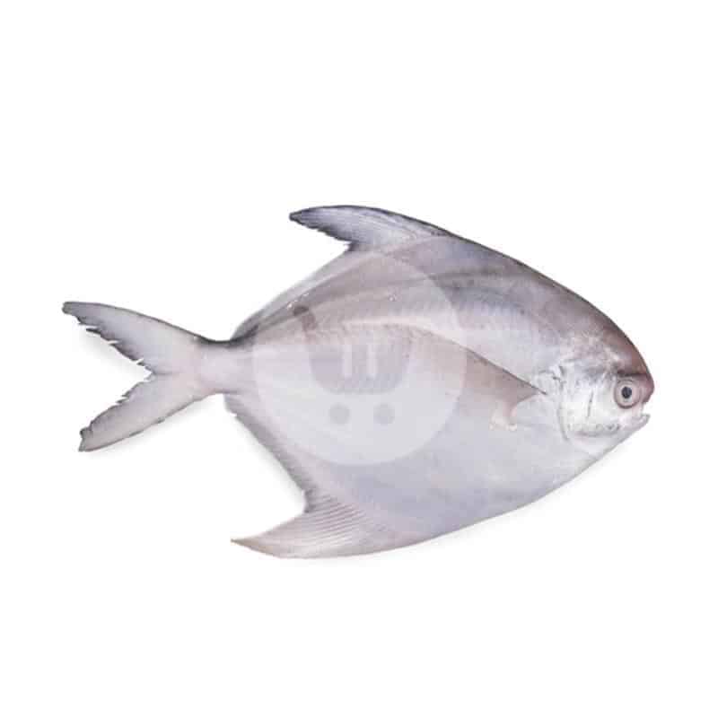 

Ikan Bawal Putih 1 kg
