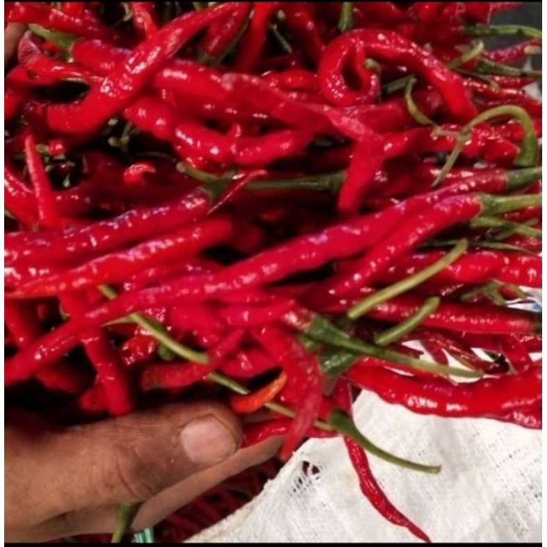 

cabe keriting merah 1 kg