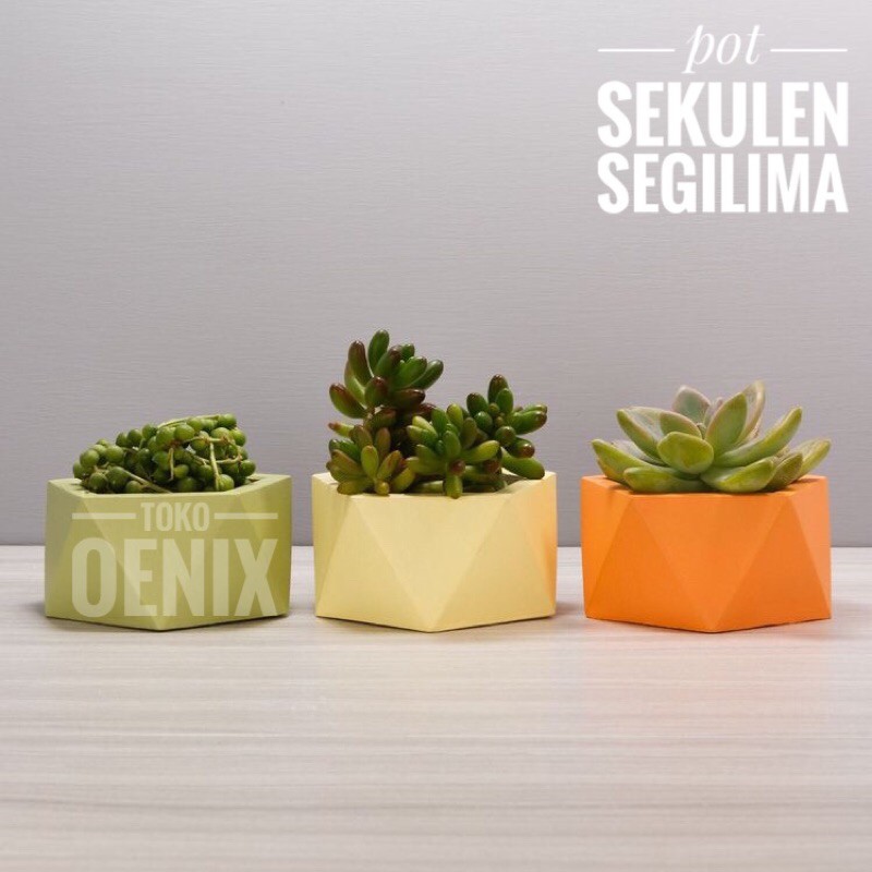 Pot Sekulen Segi Lima Warna | Mini Pot Sekulen