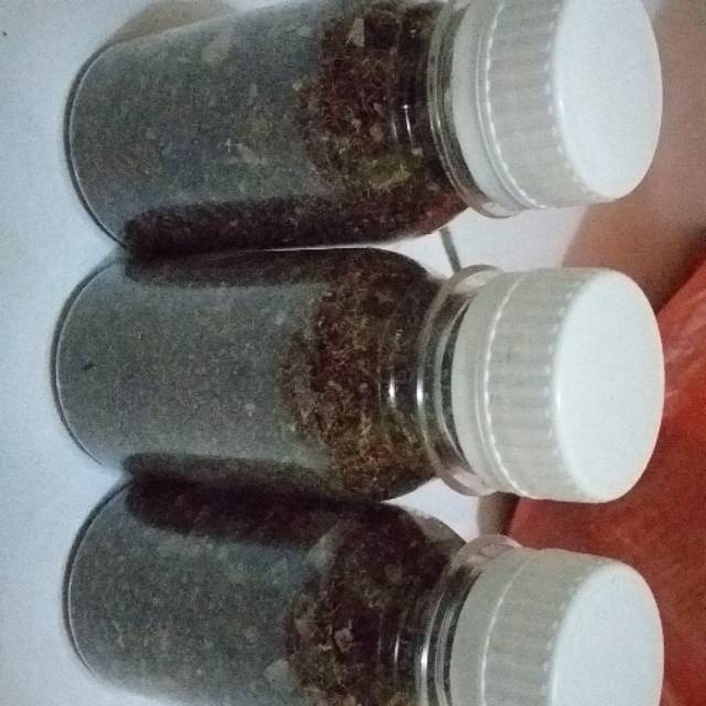 

Zuriat bubuk madinah asli