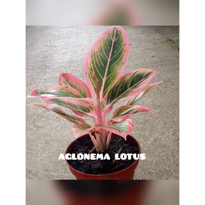 AGLONEMA LOTUS