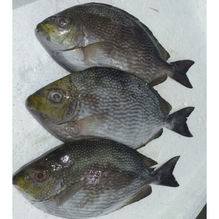 

Ikan Baronang Segar 1kg Isi 3-4Ekor Langsung Dari Nelayan
